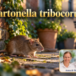 Bartonella tribocorum – Anna und Herbert - Herbert Eder - Frequenzforscher Braune Ratte an einer Backsteinmauer im begrünten Hof; Symbolmotiv zur Erforschung von Bartonella tribocorum. Porträtbadge Anna und Herbert rechts unten.